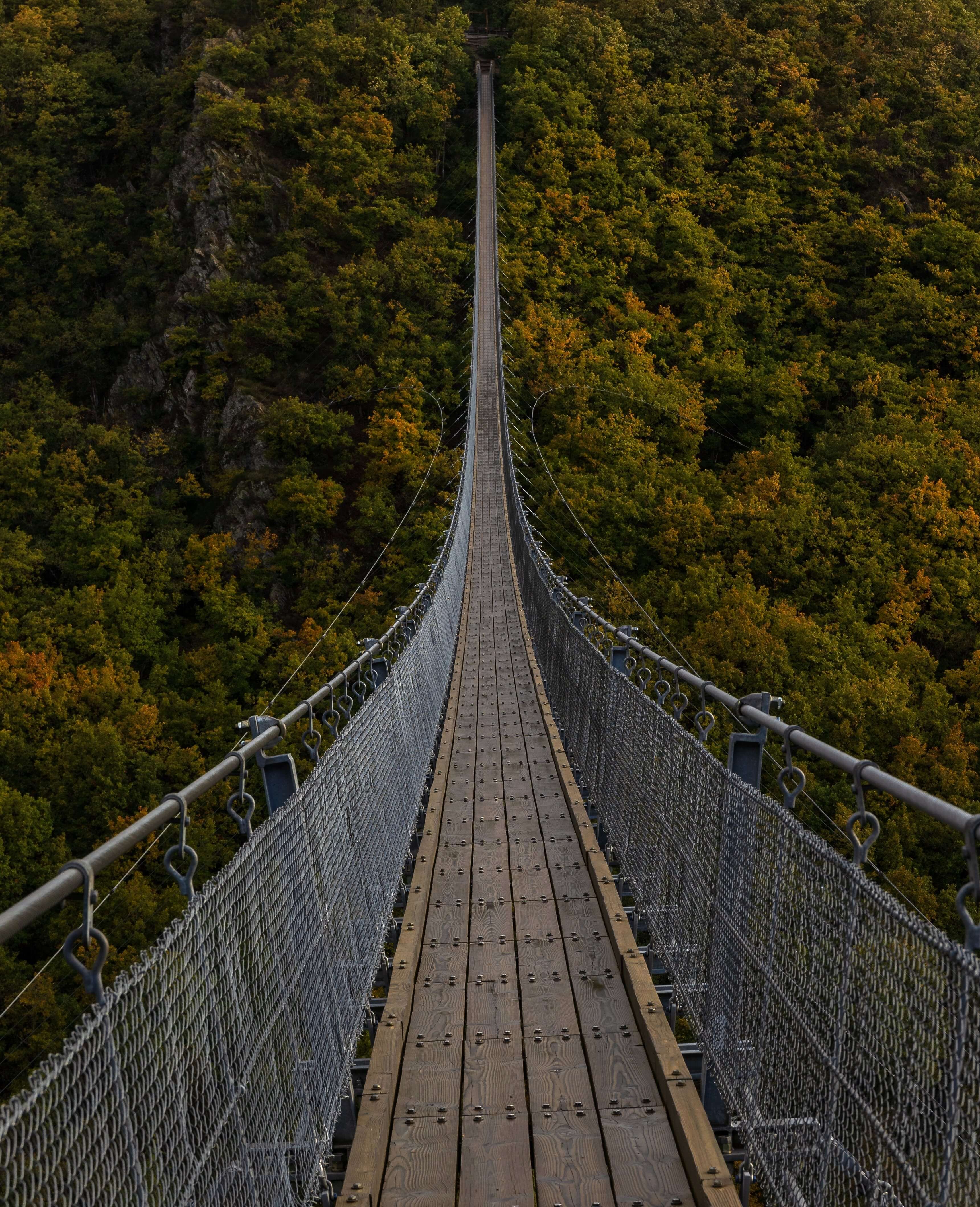 A bridge over the forest